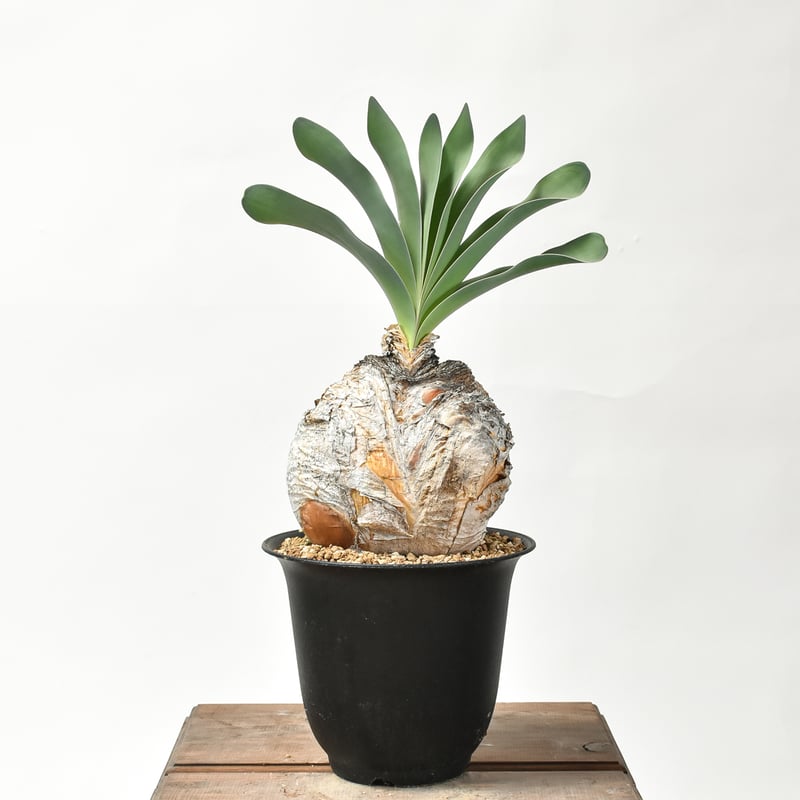 ブーファン ハエマンソイデス 