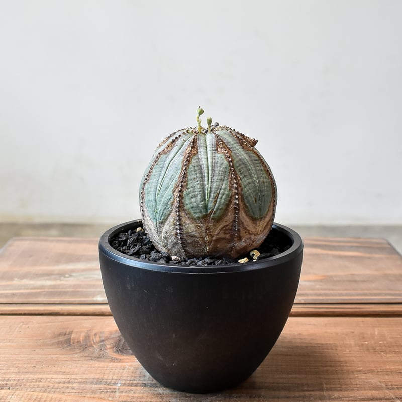 ユーフォルビア オベサ 【発根済み】HK2401941 | RAFLUM / ラフラム