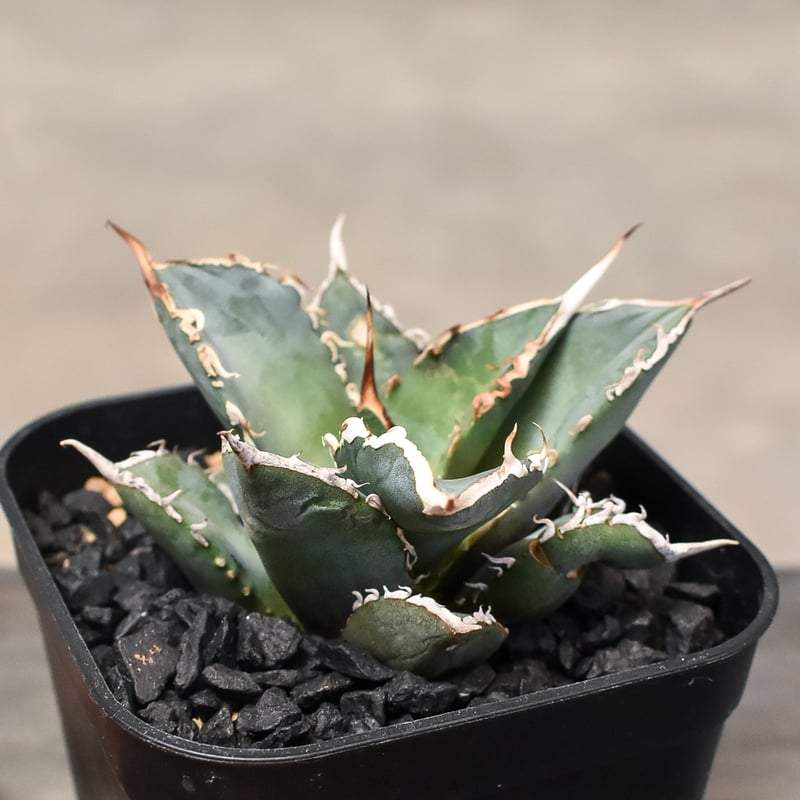 アガベ チタノタ 