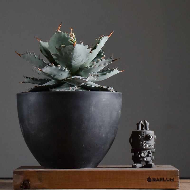 アガベ ハイブリッド チタノタ X マルガリータ （発根済）【イチ押し