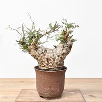 フォークイエリア コルムナリス 