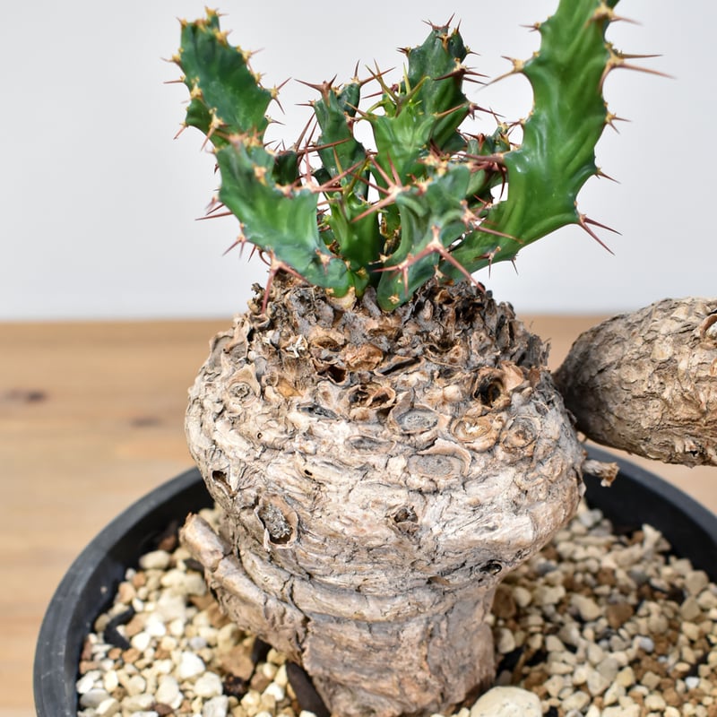 ユーフォルビア クラビゲラ 