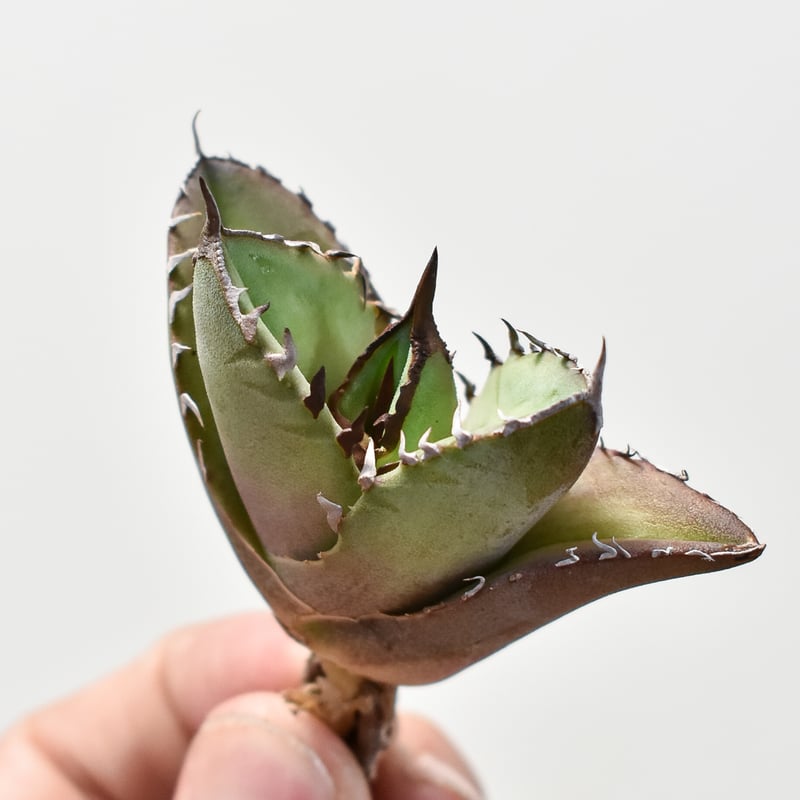 アガベ チタノタ 