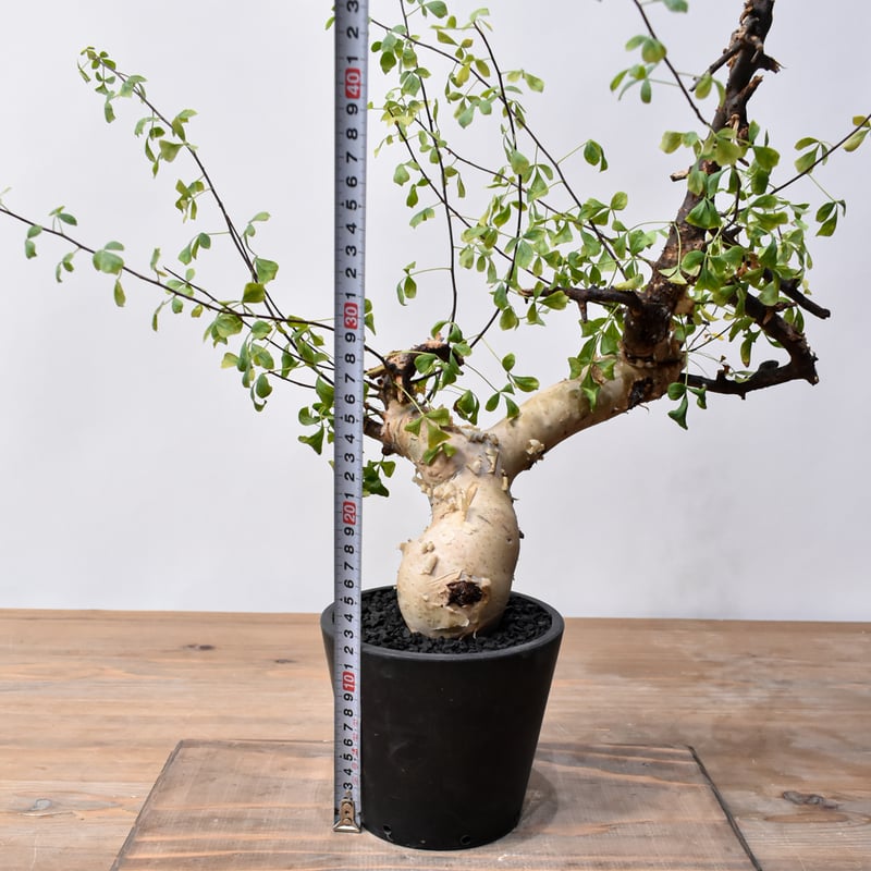 コミフォラ カタフ 