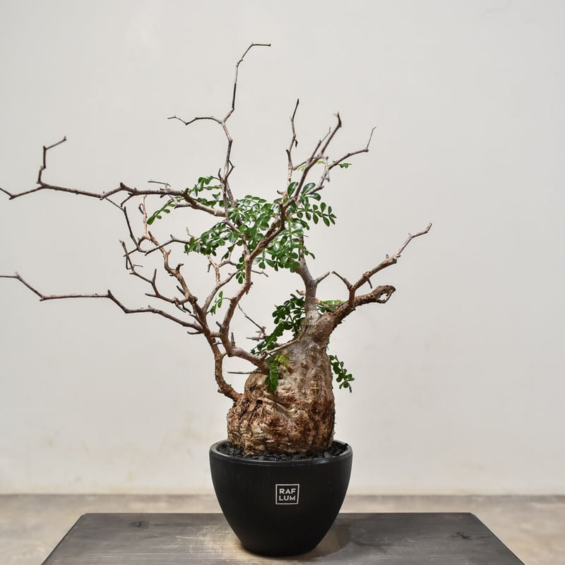 オペルクリカリア パキプス （発根済み）RF231574 | RAFLUM / ラフラム