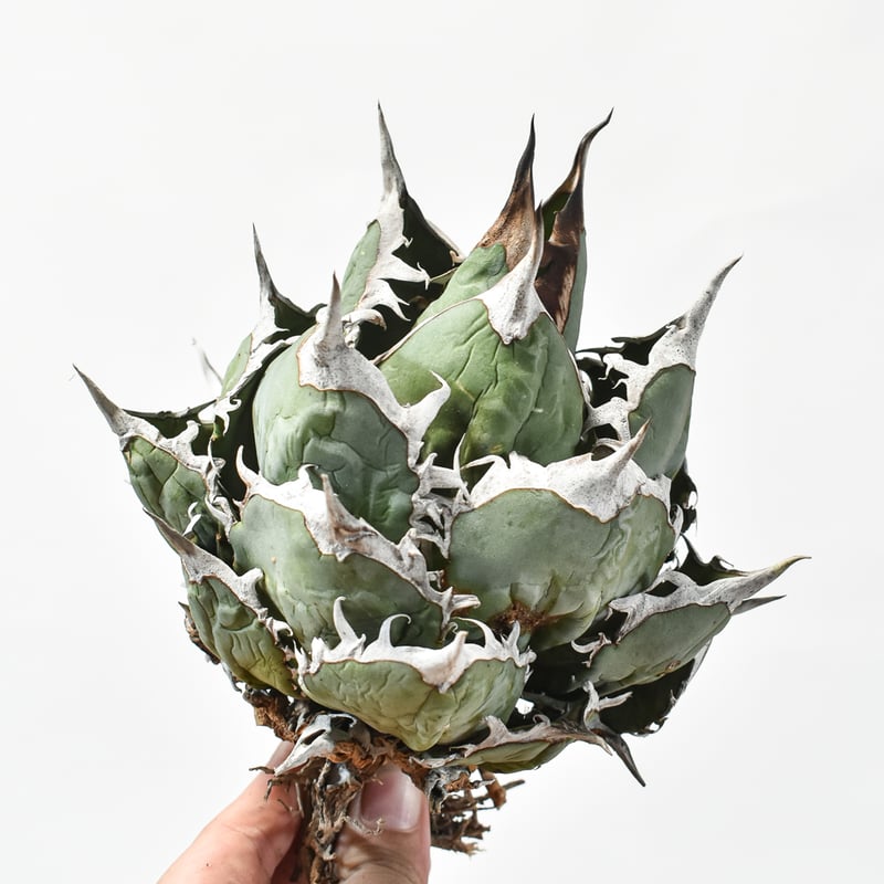 国内実生最高峰】アガベ オテロイ 