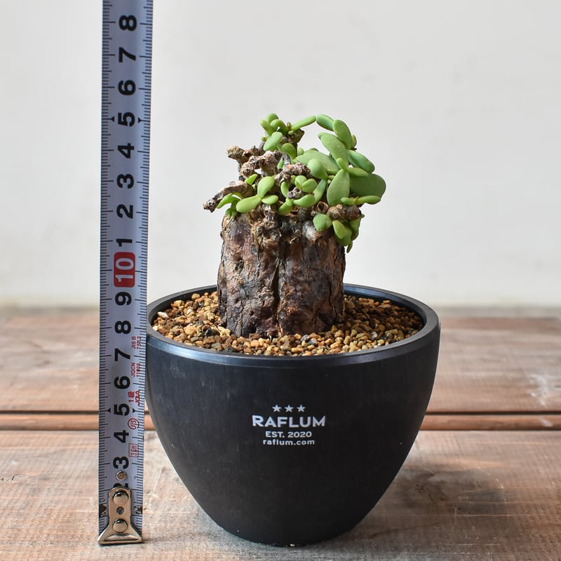 ケラリア ピグマエア 【発根済】L GM2402441(T) | RAFLUM / ラフラム｜