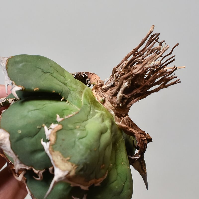 アガベ チタノタ FO-76 