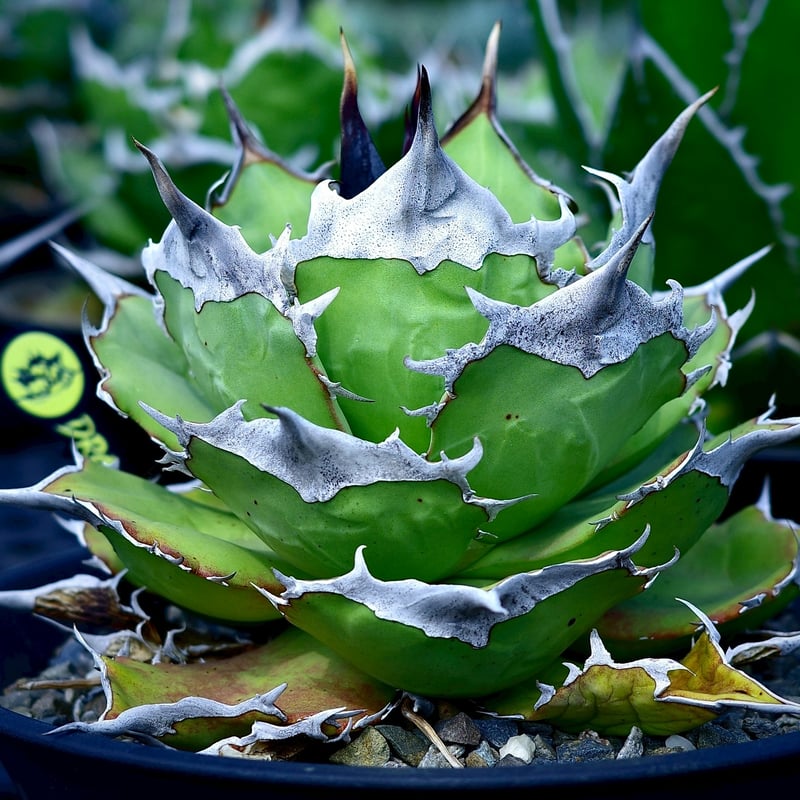 アガベ チタノタ DENNIS040 