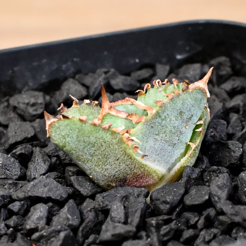 アガベ チタノタ ホオジロザメ 