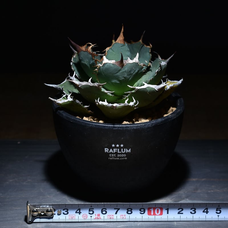 アガベ チタノタ 