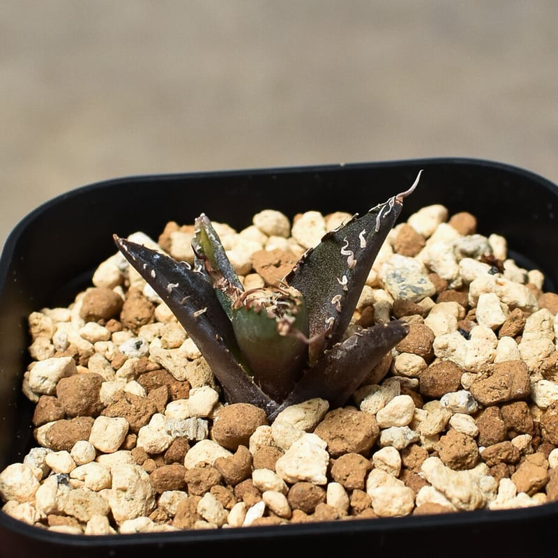 アガベ チタノタ 