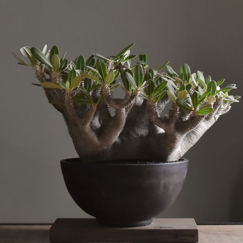 ASK】パキポディウム ブレビカリックス 大型株【-RAFLUMスペシャル株