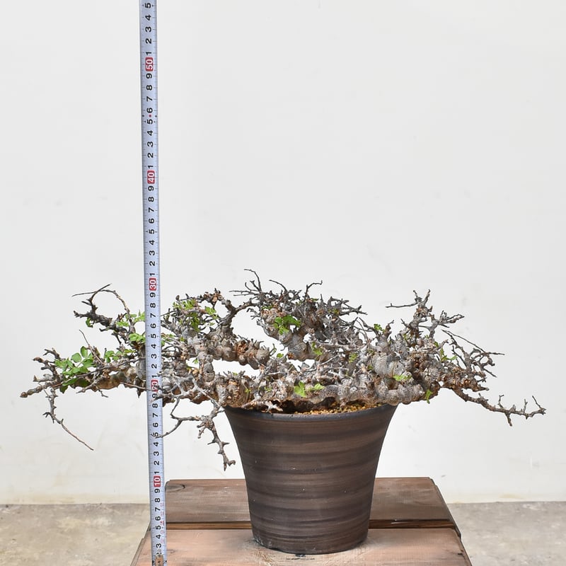 樹形◎発根済】 コミフォラ エイル ソマリア産 鉢ごと発送 希少 平