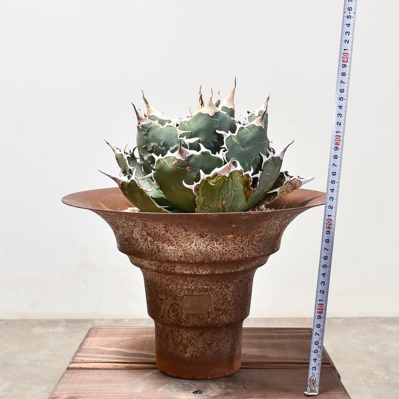 RAFLUMコレクション】アガベ チタノタ 