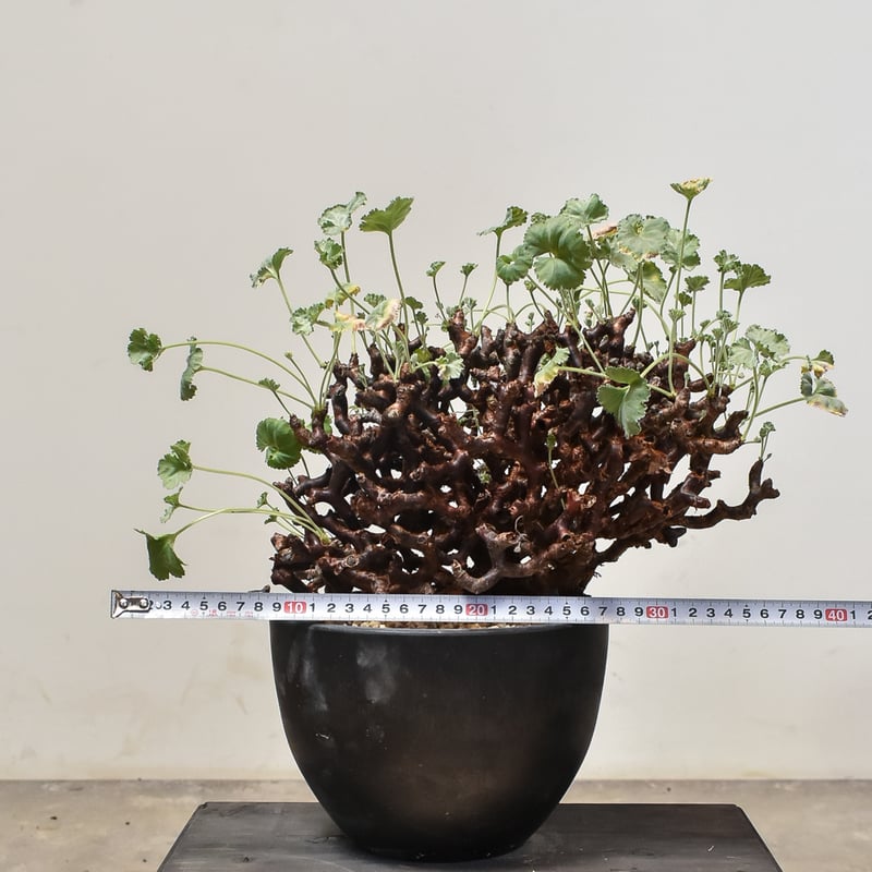 ペラルゴニウム ミラビレ 大株（発根済み）C RF231902(T) | RAFLUM / ラ