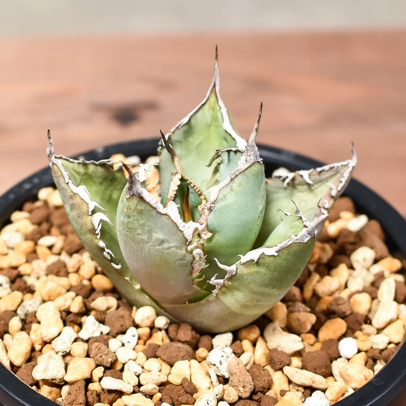 アガベ チタノタ 