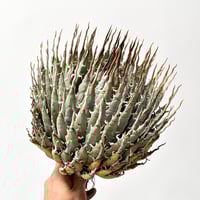 特選子株】アガベ チタノタ 