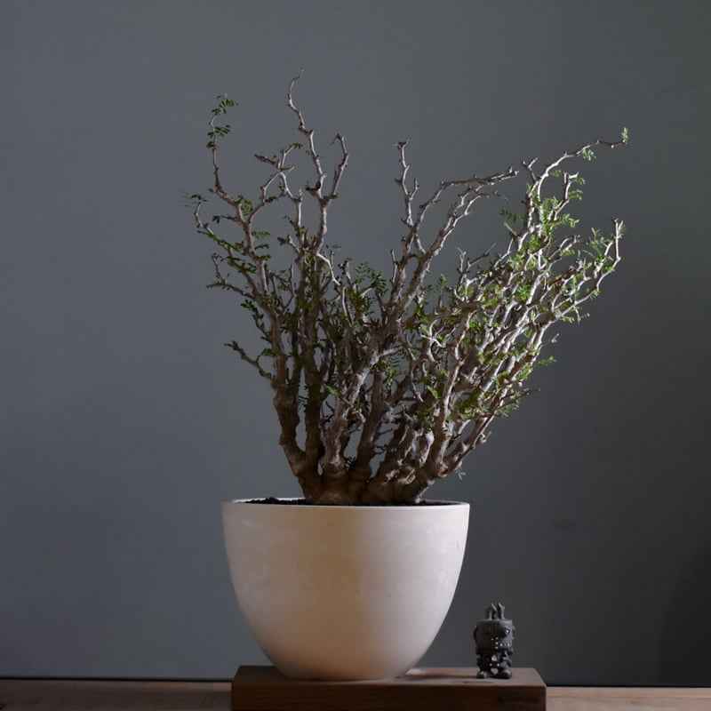 センナ メリディオナリス 大型株【市場価値も高騰中！！盆栽のような