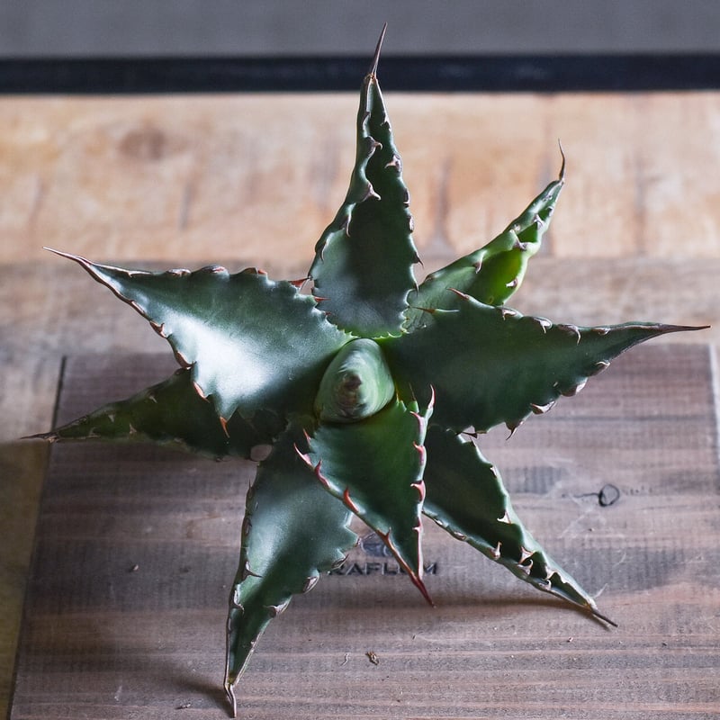 アガベ ジェントリー ジョーズ 抜き苗販売【お買い逃し厳禁！！流通量