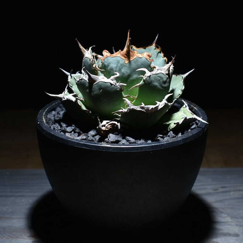 アガベ チタノタ FO-76 