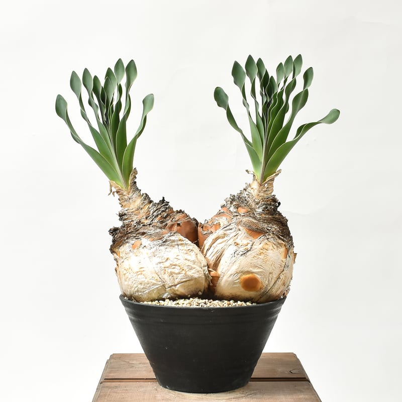 ブーファン ハエマンソイデス 