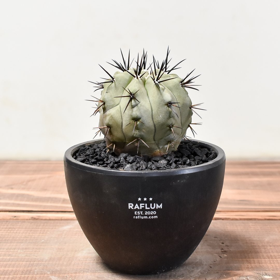 コピアポア シネレア 