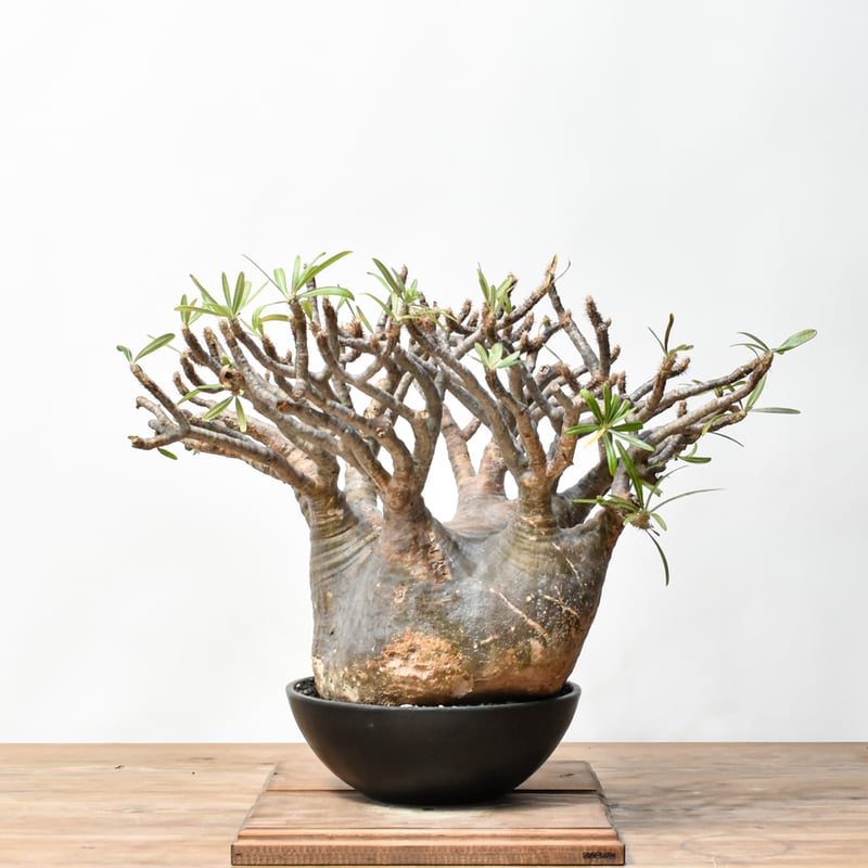 RAFLUMコレクション】パキポディウム グラキリス 