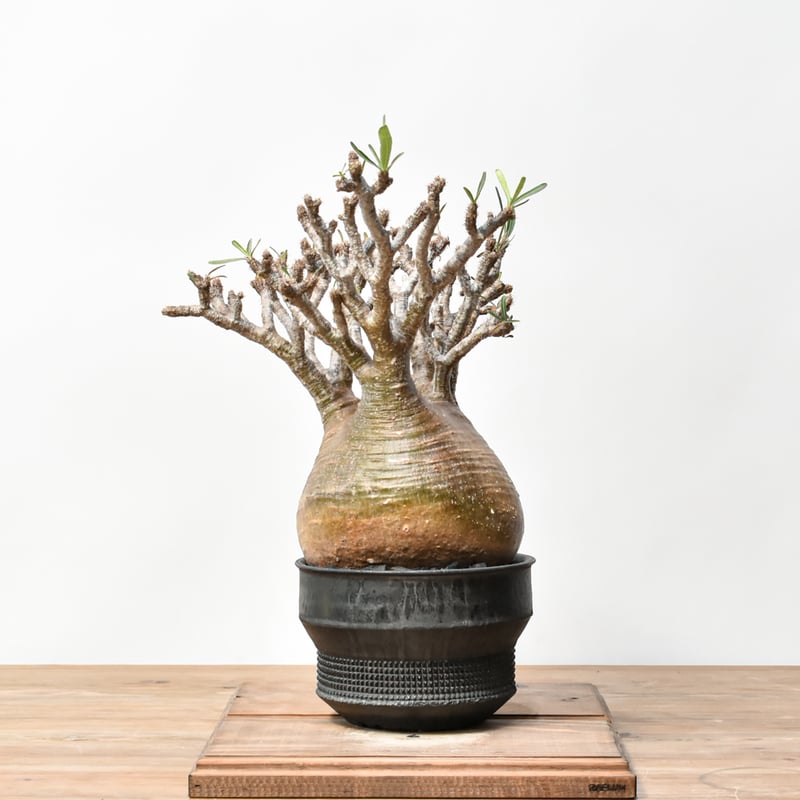 RAFLUMコレクション】パキポディウム グラキリス 