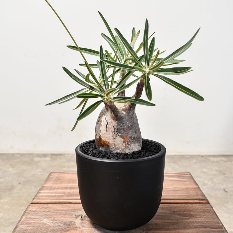 パキポディウム グラキリス 【現地球/発根済み】HK2401954 | RAFLUM