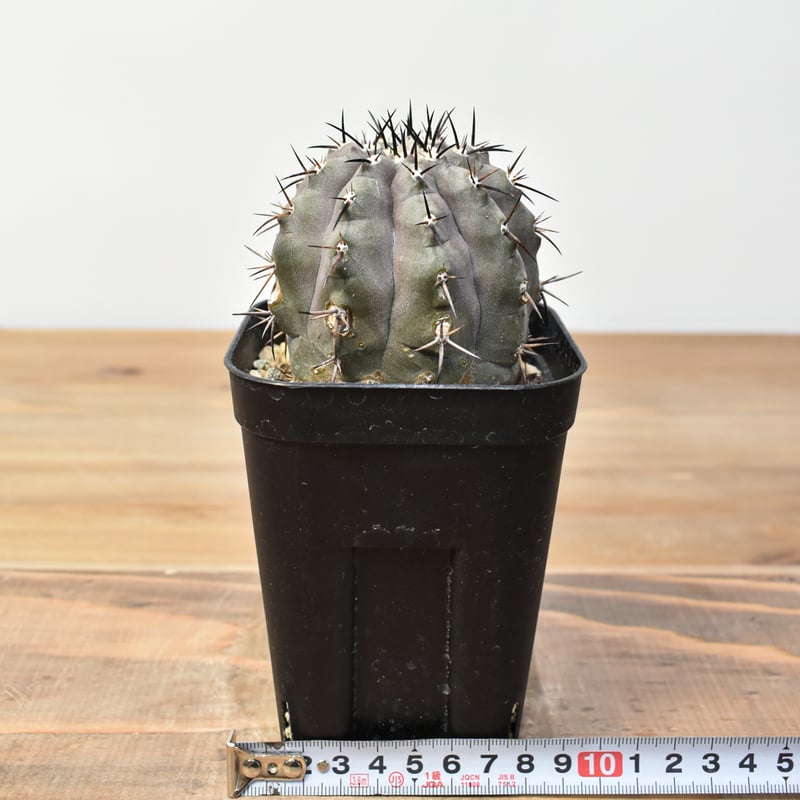 コピアポア シネレア 