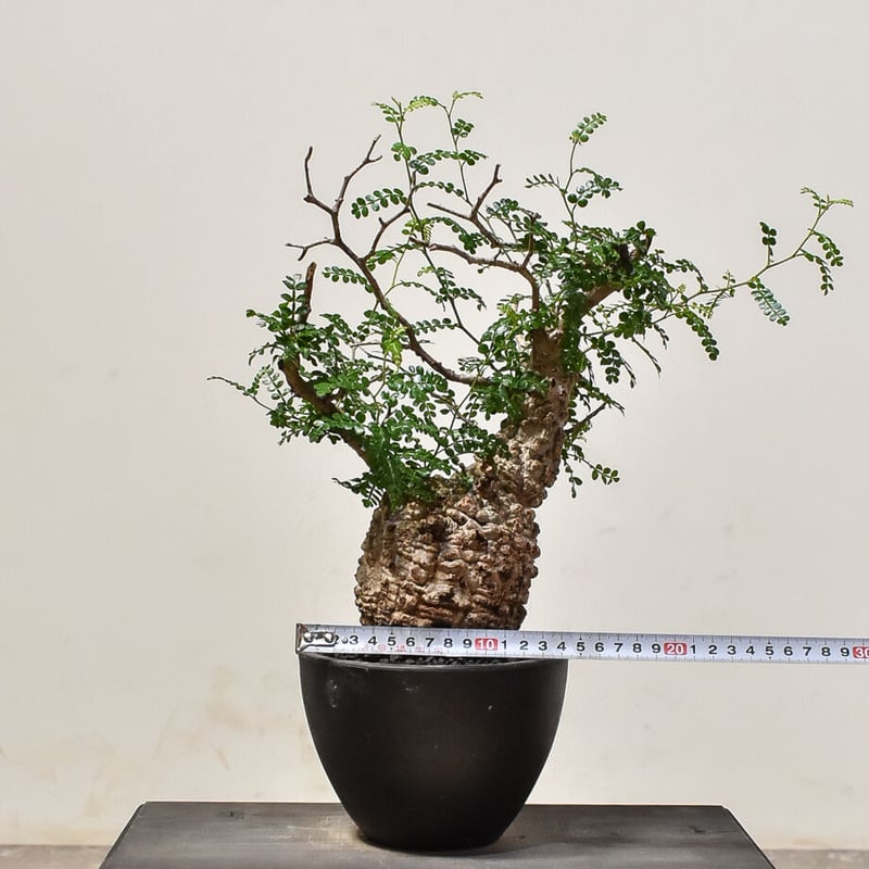 オペルクリカリア パキプス （発根済み）RF231571 | RAFLUM / ラフラム