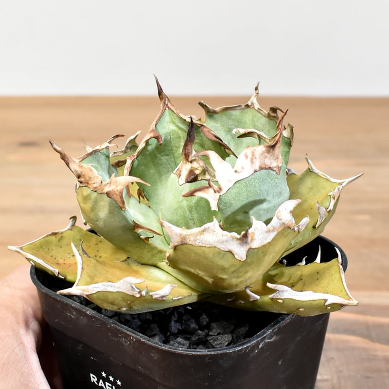 アガベ チタノタ 