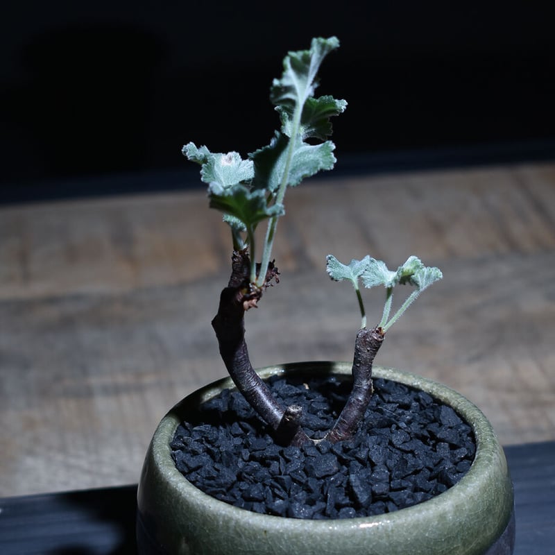 ペラルゴニウム ミラビレ （発根済み）RF221072 | RAFLUM / ラフラム