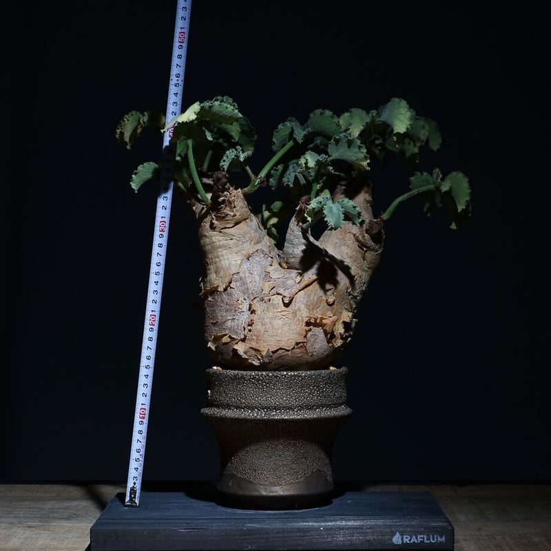 キフォステンマ マクロプス ソマリア産（発根済み）RF22124 | RAFLUM