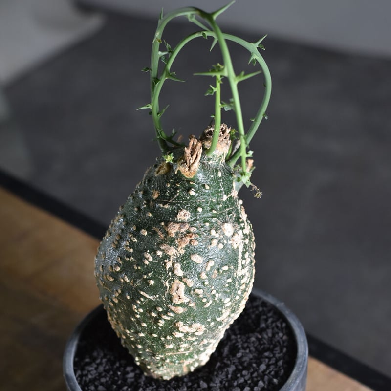 アデニア グロボーサ【塊根部が大きくゴツゴツした人気の優良株