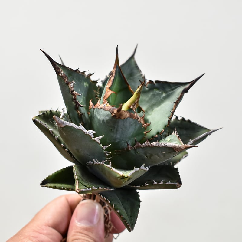 アガベ チタノタ 