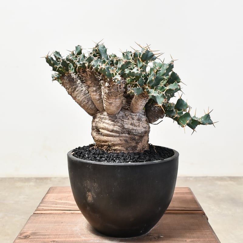 ユーフォルビア クラビゲラ 