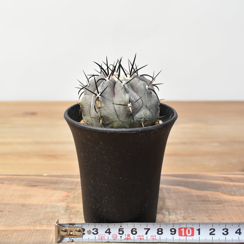 コピアポア シネレア 