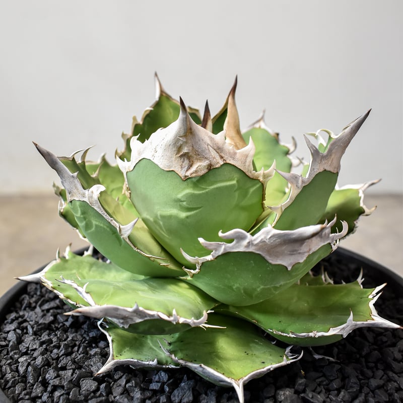 RAFLUMコレクション】アガベ チタノタ 