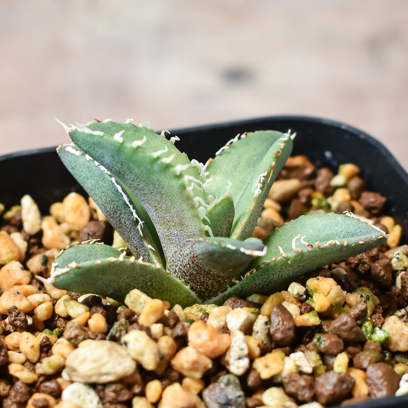 アガベ チタノタ ホオジロザメ 