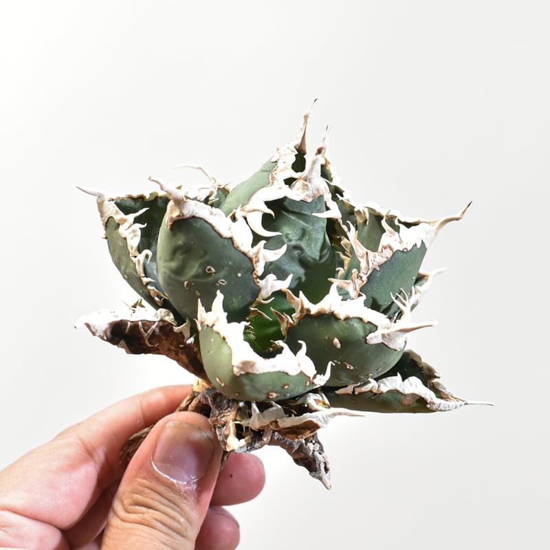 アガベ チタノタ 