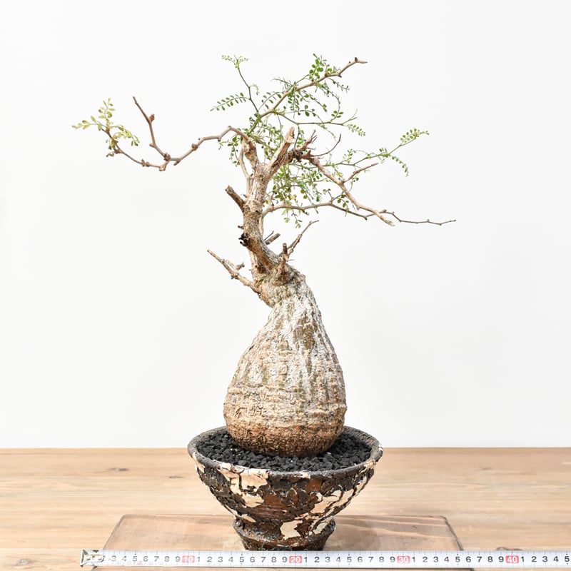 RAFLUMコレクション】オペルクリカリア パキプス 【発根済み