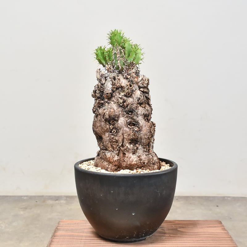 ユーフォルビア ムランジーナ 【発根済み】RF231967(T) | RAFLUM