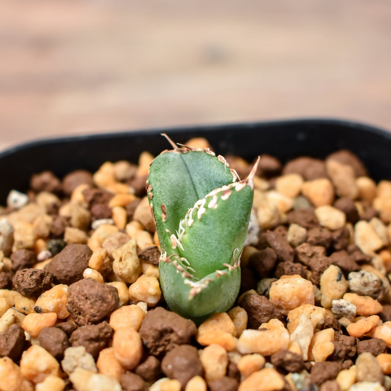 アガベ チタノタ ホオジロザメ 