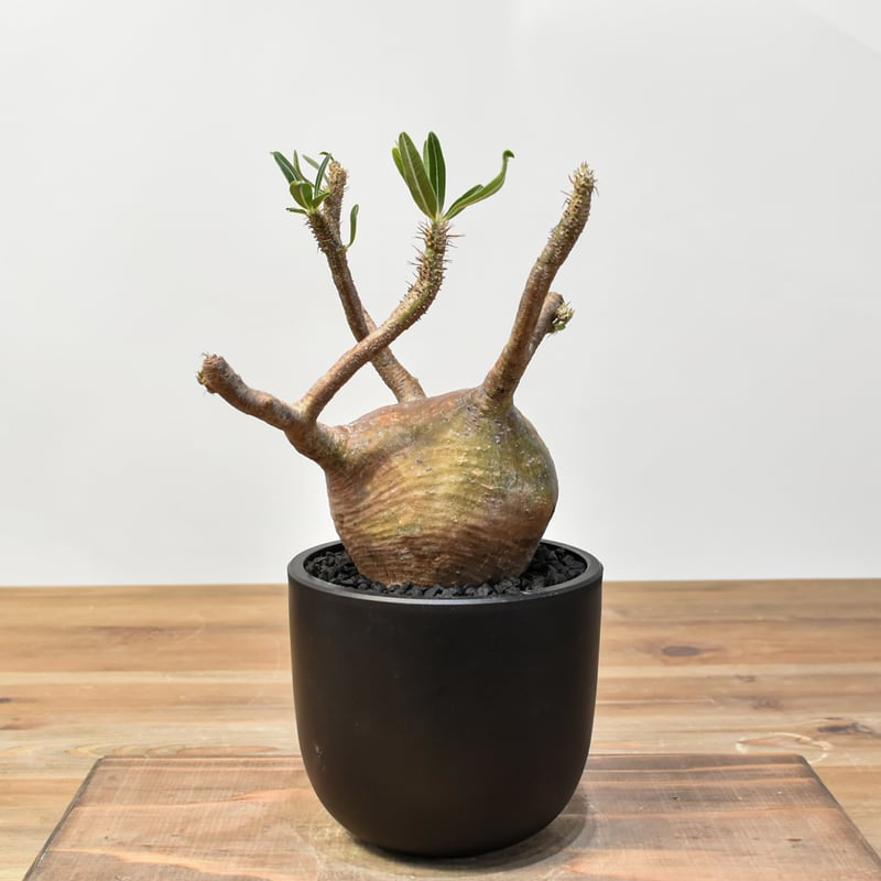 パキポディウム グラキリス 【発根済み】RFKN25010869 | RAFLUM / ラフ