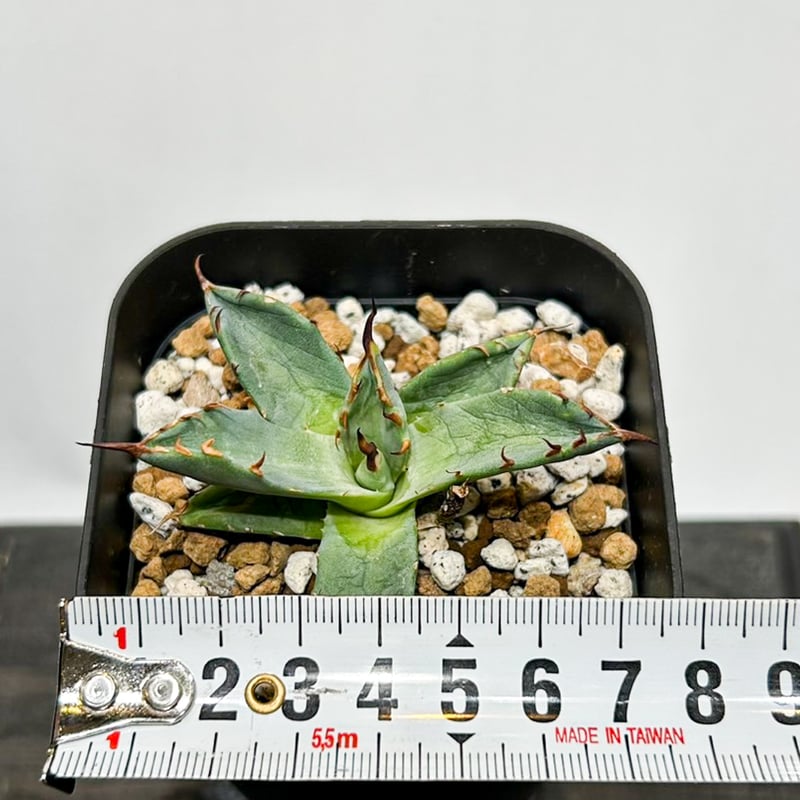 Dennis hybrid 黑帝斯x妖炎 /ハデス×エボリスピナ 【台湾DENNIS産】RFD