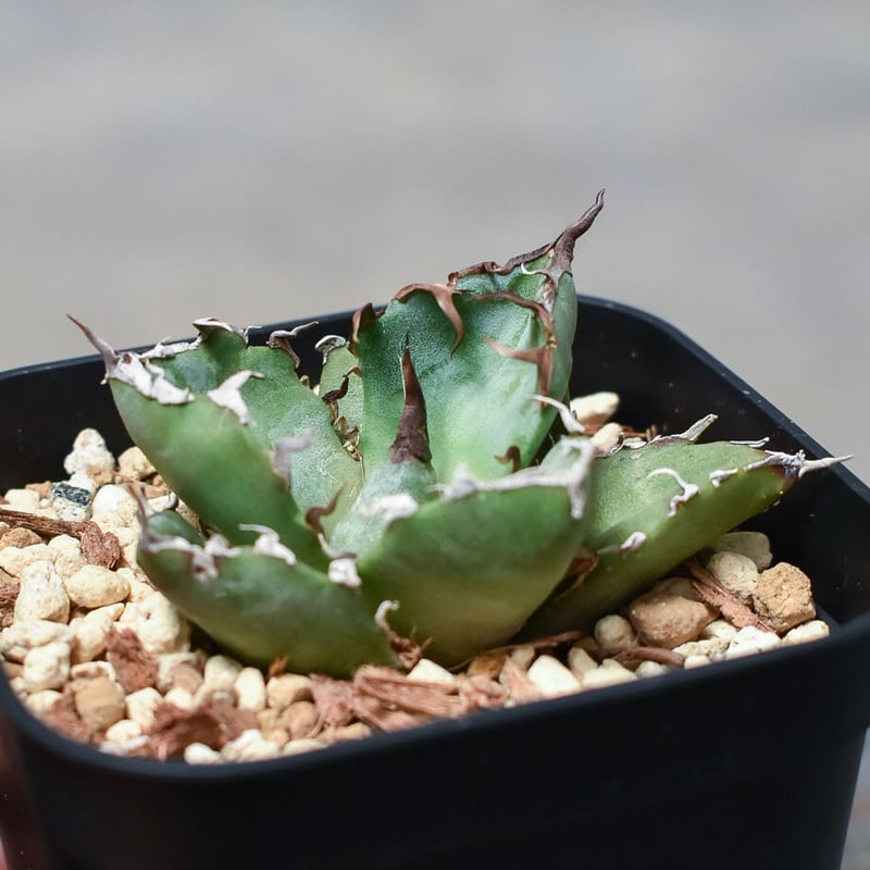 アガベ チタノタ 