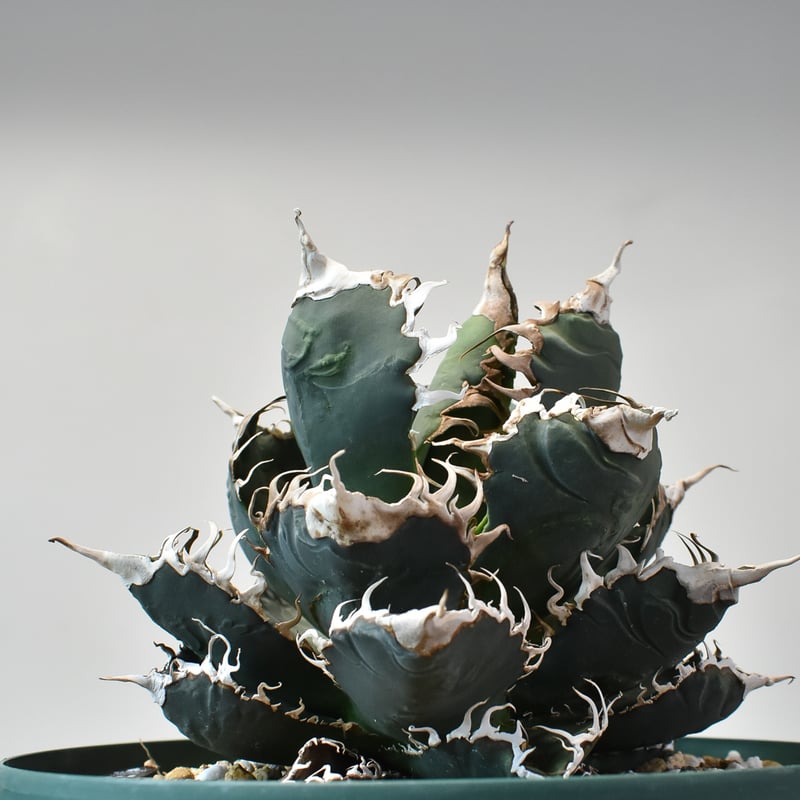 RAFLUMコレクション】アガベ チタノタ 