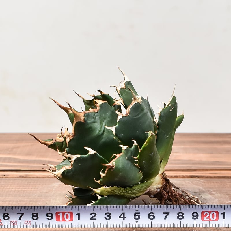 アガベ チタノタ 